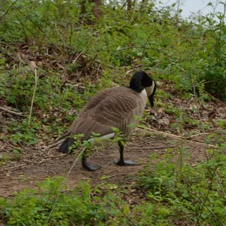 B_ayce's instagram photo. It's a canada goose sombering down a nature trail.