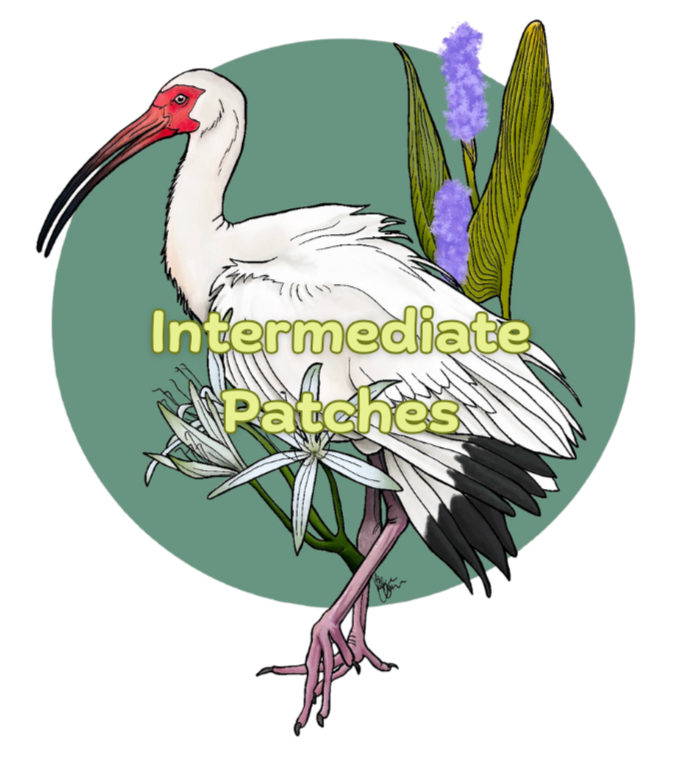 Intermediate Patches