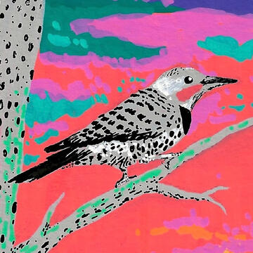 mobiusbrain's profile picture. It's a beautiful northern flicker perched on a branch with a sunrise affecting the sky with sherbert hues in reds and oranges.