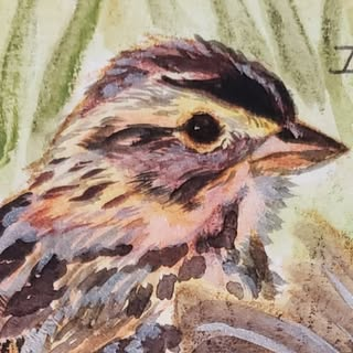 wilma.illustrated's instagram photo. It's a white-throated sparrow in deep thought. They may have just thought of the perfect retort for that conversation yesterday.